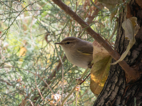 Common Chiffchaff