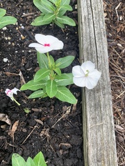 Magnoliopsida