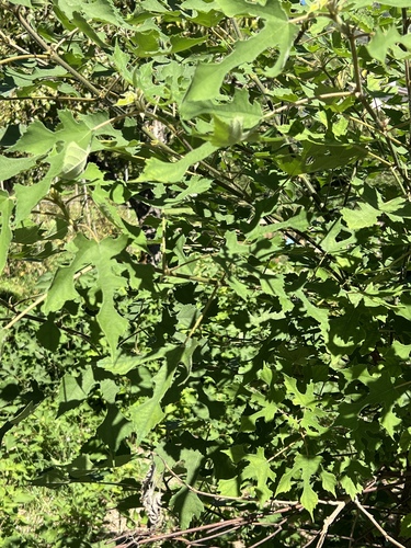 Paper mulberry