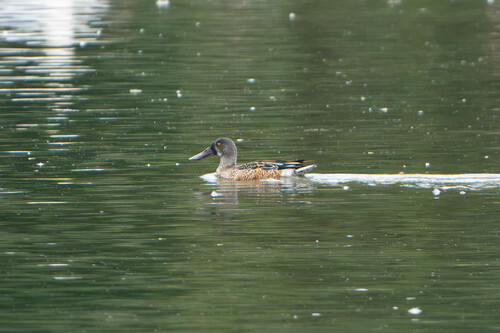 Northern Shoveler