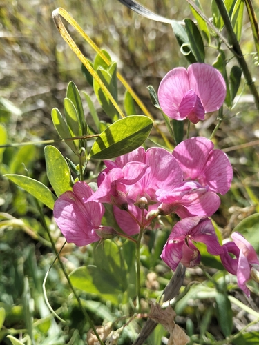 tuberous pea