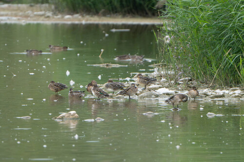 Green-winged Teal