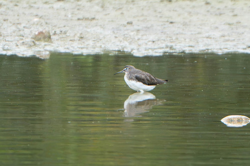 Green Sandpiper