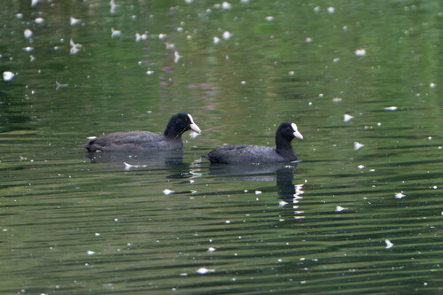 Eurasian Coot