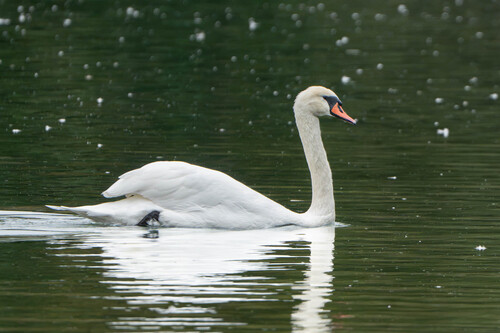 Mute Swan