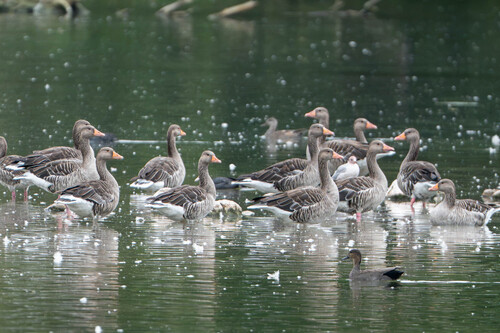 Greylag Goose