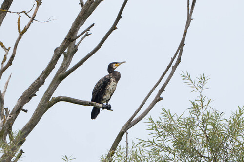 Great Cormorant