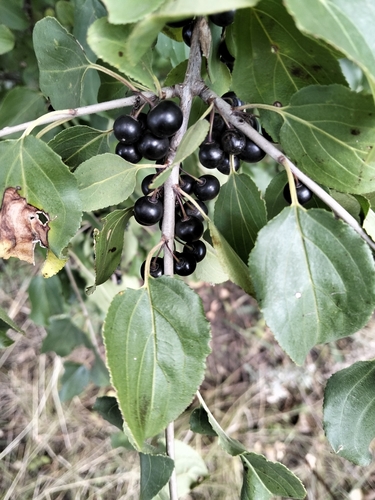 common buckthorn
