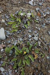 Sonchus novae-zelandiae