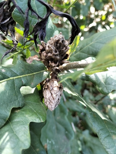 Oak Artichoke Gall Wasp