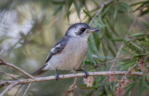 Carterornis leucotis, 2026-09-13