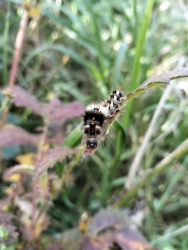 Knot Grass Moth