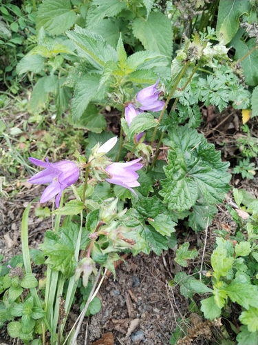Nettle-leaved Bellflower