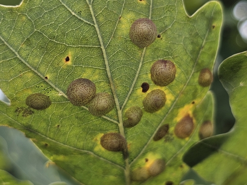 Common Spangle Gall Wasp