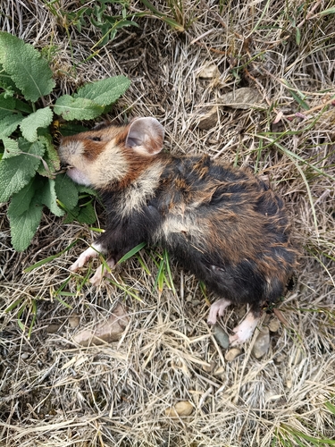 Eurasian Hamster