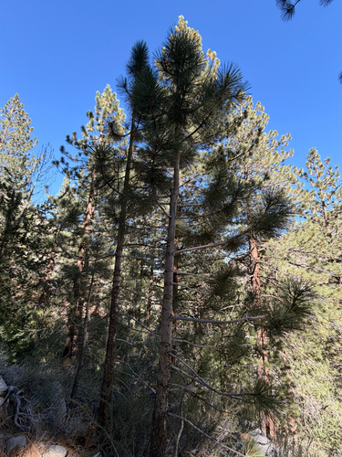 iNaturalist observation photo of Jeffrey pine