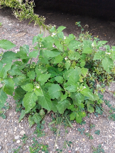 black nightshade