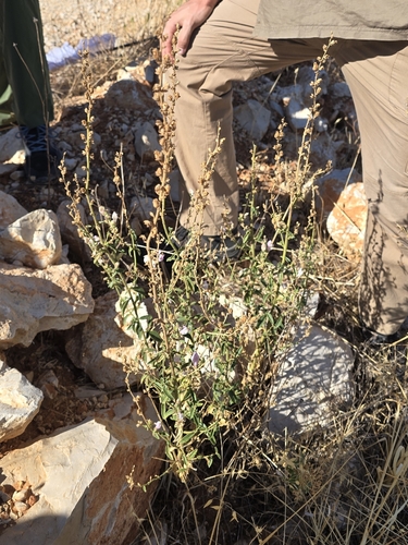 Antirrhinum graniticum