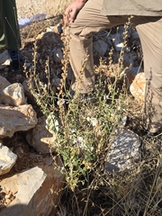 Antirrhinum graniticum