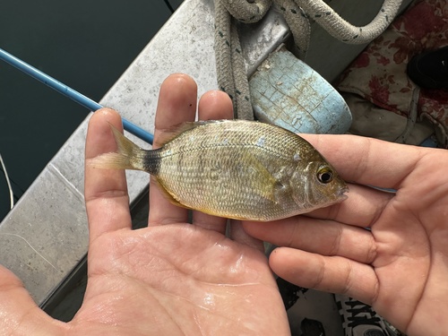 Annular Seabream