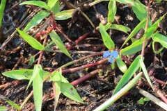 Commelina diffusa, photograph (c) Bruno - Yolande Zanette, some rights reserved (CC BY)