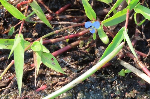 Commelina diffusa, photograph 4