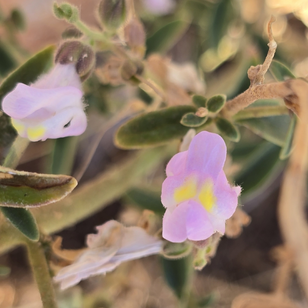 Antirrhinum graniticum; photograph (c) Gonzalo Ganda Álvarez, some rights reserved (CC BY)