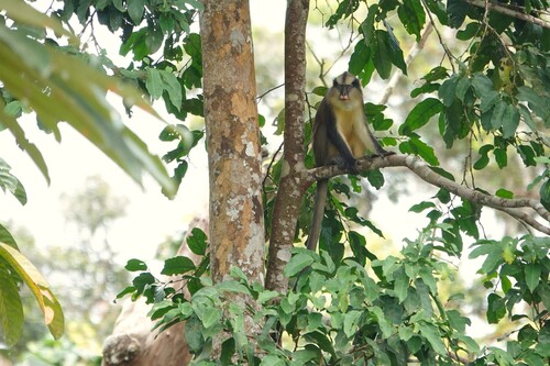 Crowned Monkey