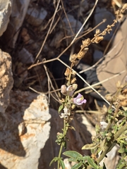 (c) Gonzalo Ganda Álvarez, some rights reserved (CC BY) Antirrhinum graniticum, photograph (c) Gonzalo Ganda Álvarez, some rights reserved (CC BY)