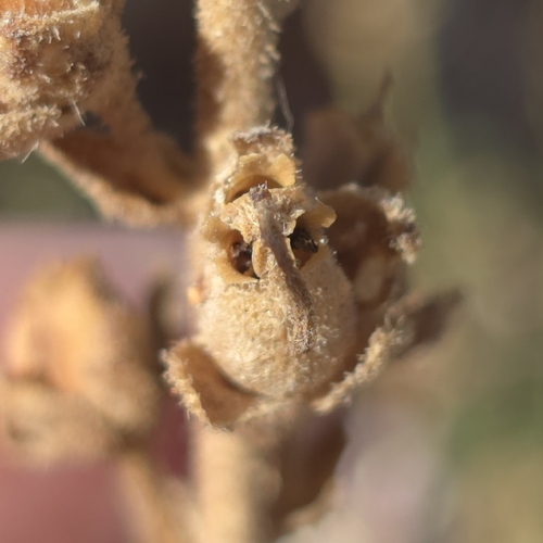 Antirrhinum graniticum, photograph 3