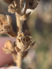 (c) Gonzalo Ganda Álvarez, some rights reserved (CC BY) Antirrhinum graniticum, photograph (c) Gonzalo Ganda Álvarez, some rights reserved (CC BY)