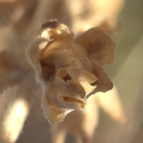 Antirrhinum graniticum, photograph 6