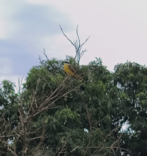Great Kiskadee