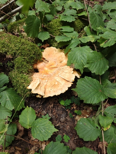 chicken of the woods