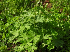 Geranium sylvaticum