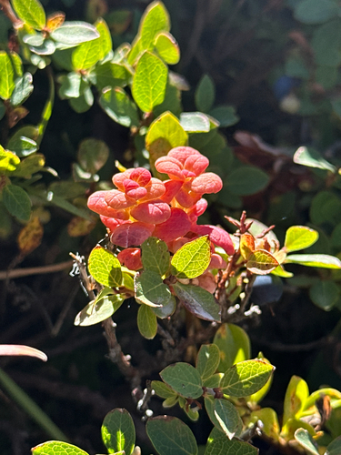 Exobasidium vaccinii-uliginosi