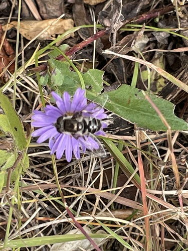 Black-shouldered Drone Fly
