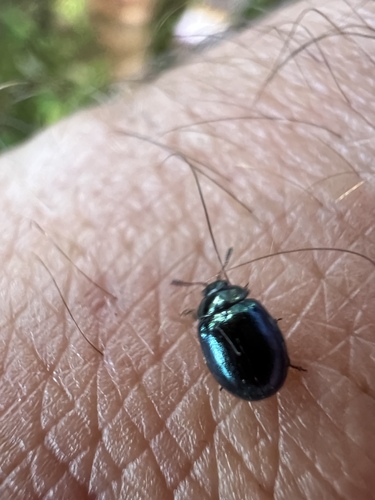 Willow Leaf Beetle