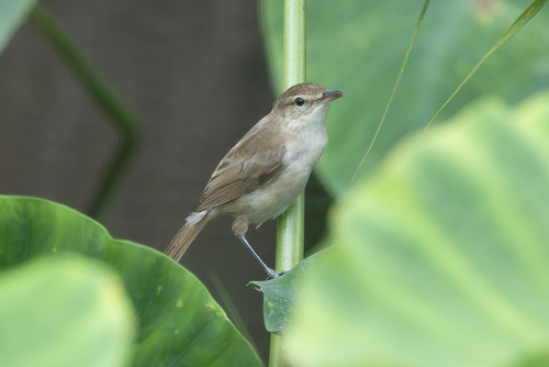 Oriental Reed Warbler