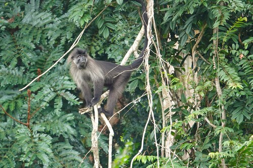 grey-mantled grey-cheeked mangabey