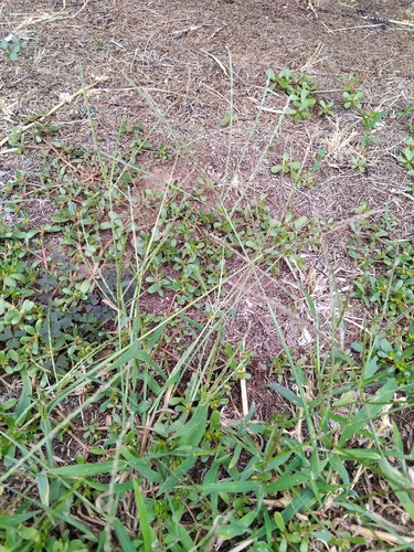 Hairy Crabgrass