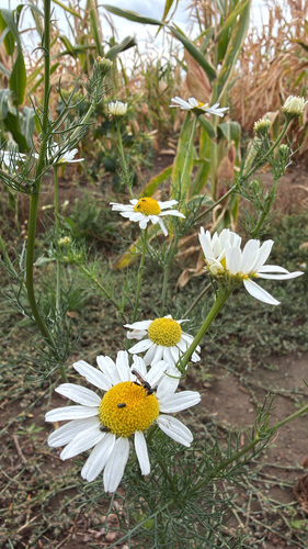 scentless mayweed