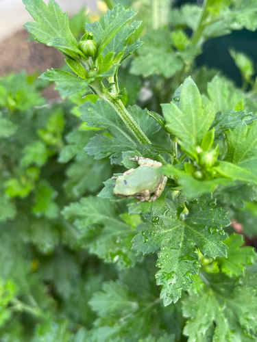 Cope's Gray Tree Frog