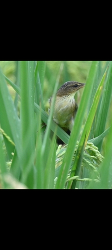 Pallas's Grasshopper Warbler