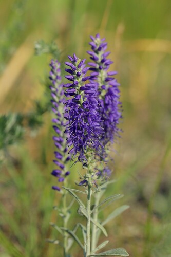 Veronica incana, photograph 4