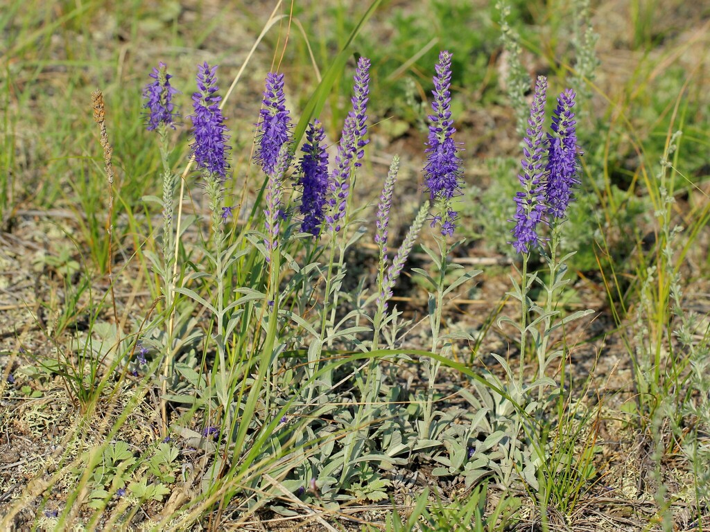 Veronica incana; photograph (c) Иван Пристрем, some rights reserved (CC BY)