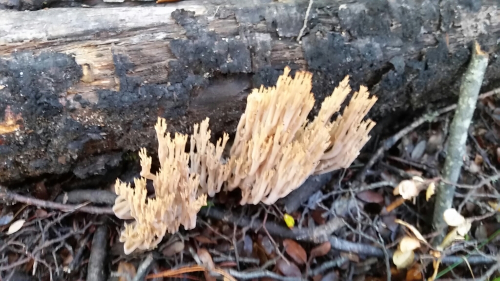 Artomyces turgidus