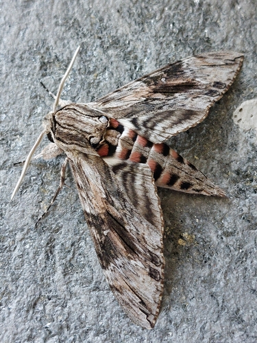 Convolvulus Hawkmoth