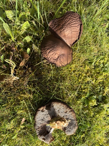 Dark Fieldcap