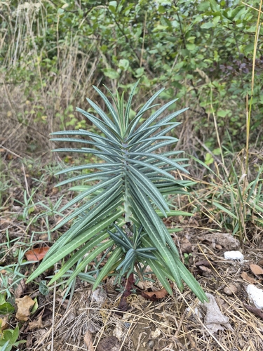 caper spurge